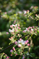 apple tree blossoms with green leaves isolated on white background