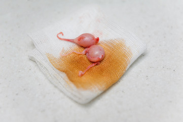 The operation to remove the testicles of a cat. Sterilization of a pet in a veterinary clinic. Castration british cat