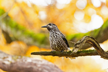   Eurasian nutcracker (Nucifraga caryocatactes) sits on a branch in autumn entourage. The Eurasian nutcracker, or just nutcracker, (Nucifraga caryocatactes) is a bird of the Corvidae family. 