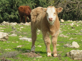 a cream color new born calf stands in grassland