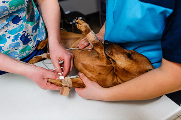 An electrocardiogram for a dog of a Dachshund breed. Cardiological research in veterinary medicine....