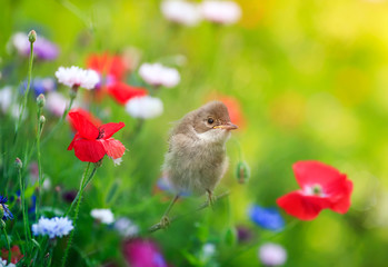 natural background with a small chick sitting on a bright summer meadow among red poppy flowers