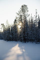 Frosty day in forest