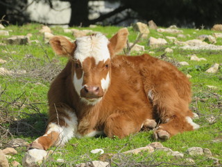 a calf is sitting and looking at this direction