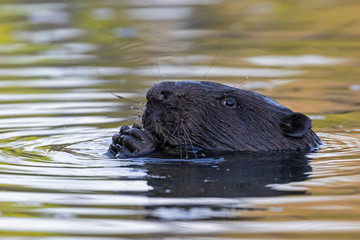  Portrait of Eurasian beaver (Castor fiber) in water. The Eurasian beaver (Castor fiber) or European beaver is a beaver species that was once widespread in Eurasia. 