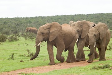 Obraz premium Small herd of elephants walking along a path towards a watering hole
