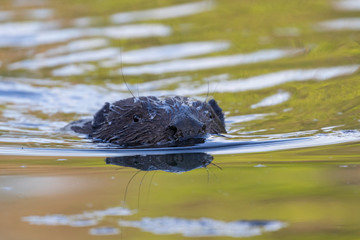  Portrait of Eurasian beaver (Castor fiber) in water. The Eurasian beaver (Castor fiber) or European beaver is a beaver species that was once widespread in Eurasia. 