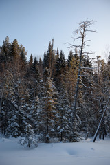Frosty day in forest