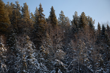 Frosty day in forest