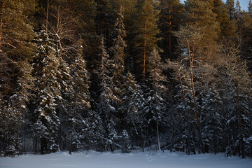 Frosty day in forest