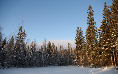 Frosty day in forest