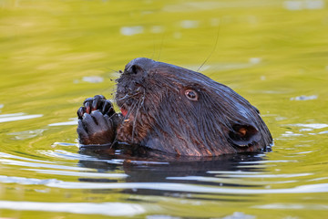  Portrait of Eurasian beaver (Castor fiber) in water. The Eurasian beaver (Castor fiber) or...