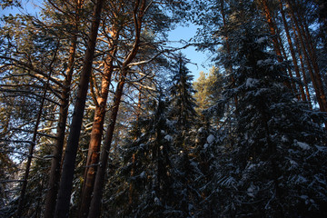 Frosty day in forest
