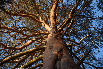 Fototapeta premium An old pine.