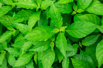 Green leaf background, close up, topview