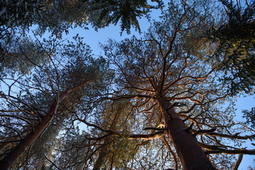 Fototapeta premium View to the sky