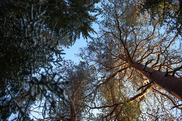 Fototapeta premium View to the sky