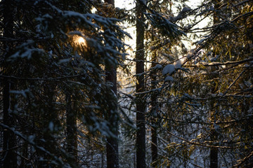 Frosty day in forest