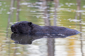  Portrait of Eurasian beaver (Castor fiber) in water. The Eurasian beaver (Castor fiber) or European beaver is a beaver species that was once widespread in Eurasia.  © ihorhvozdetskiy