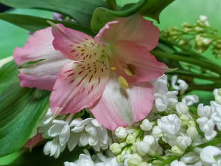 Russia.Karelia. The pink flower is here on the white lilac.January.2020.