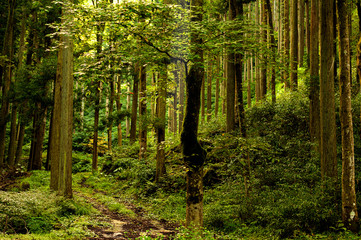 兵庫県・奥深い山の風景