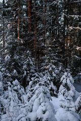 Frosty day in forest