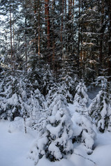 Frosty day in forest