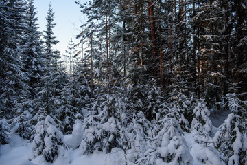 Frosty day in forest