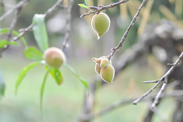 peach plant or Peach tree, Prunus persica