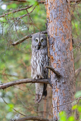 Great gray owl (Strix nebulosa) in the natural ecosystem of life.