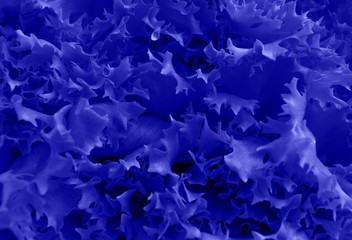 the plant in blue color