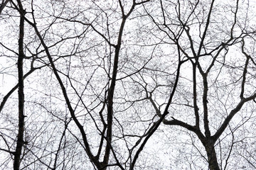 Pattern of dried tree braches texture against white empty sky.