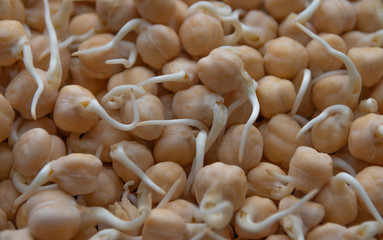 background of sprouted pea seeds