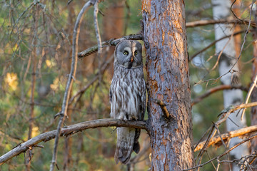 Great gray owl (Strix nebulosa) in the natural ecosystem of life.
