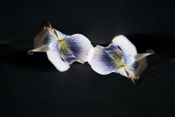 marsh violet wildflowers touching