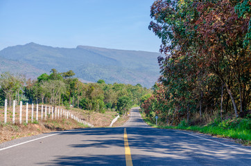 Road Amidst Tree And Thorn Fence Against Sky