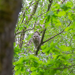    Ural owl (Strix uralensis) in the natural ecosystem of life. The Ural owl (Strix uralensis) is a fairly large nocturnal owl family Strigidae. 