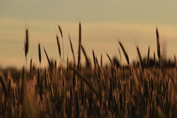 Fototapeta premium spikes at sunset