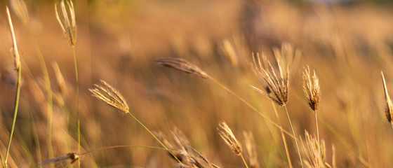 Small grass flowers and blur background