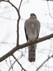 Obraz premium The Eurasian sparrowhawk (Accipiter nisus), is a small bird of prey in the family Accipitridae. 