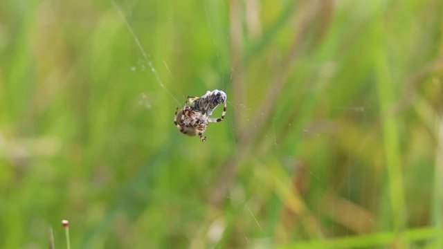 Four Spot Orb-Weaver (Araneus quadratus) Spider. A spider separates a cocoon with a fly from a web