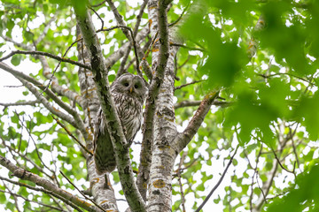    Ural owl (Strix uralensis) in the natural ecosystem of life. The Ural owl (Strix uralensis) is a fairly large nocturnal owl family Strigidae. 