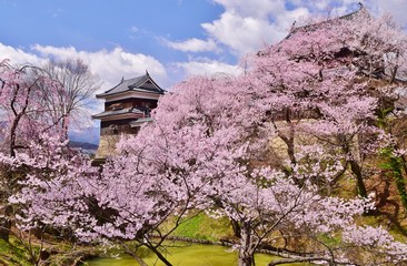 上田城　桜の咲く季節