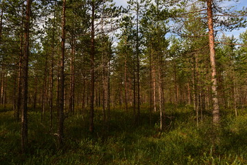 Bright colors green lush forest swamp under the blue sky in the summer morning