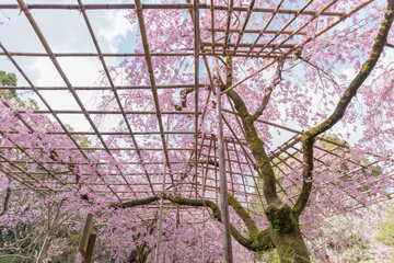 京都府 平安神宮 桜