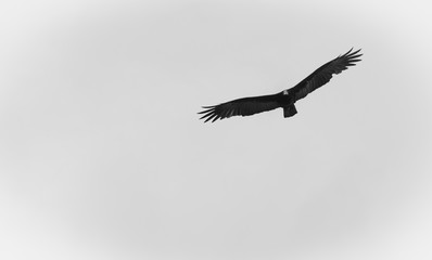 Urubú vulture - Amazon Florest