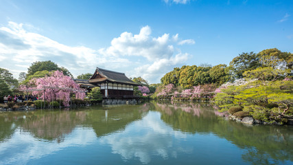 Fototapeta na wymiar 京都府 平安神宮 桜