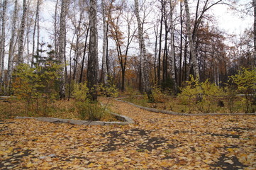 autumn in the forest