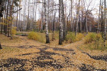 road in autumn forest