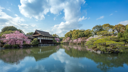 京都府 平安神宮 桜